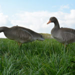 flocked greylag goose decoy