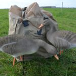 grauwe gans lokkers