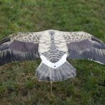 sillosocks flapper greylag