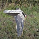 sillosocks flapper grauwe gans