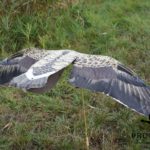 sillosocks grauwe gans