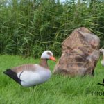 nijlganzen ganzenlokkers foamies geflockt camouflage lokkertas