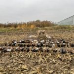 egyptian goose hunting