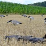 Canada goose hunting decoys