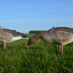 pinkfooted goose bean goose decoys