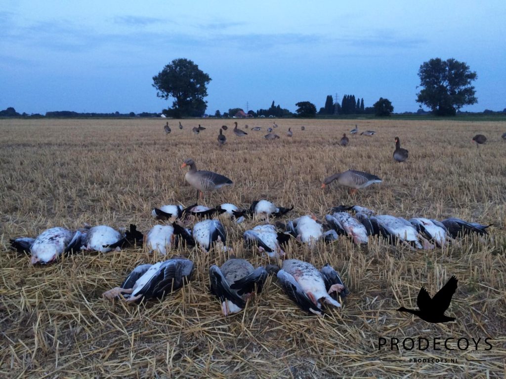 Prodecoys grauwe ganzenjacht
