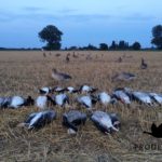 Prodecoys grauwe ganzenjacht