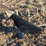 crow decoys flocked
