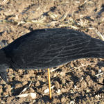 crow decoy foraging
