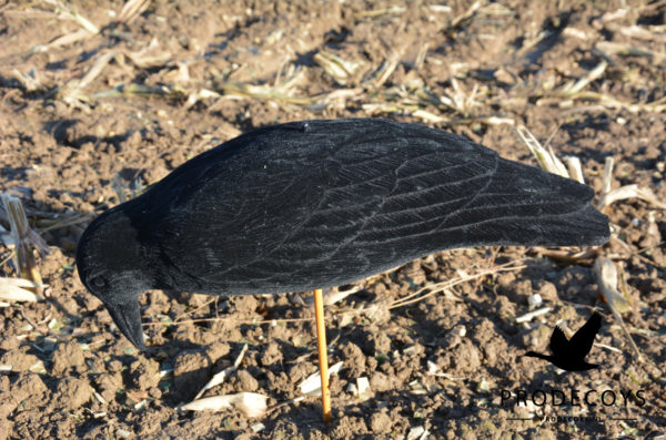 crow decoy foraging