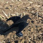 crow decoys wings
