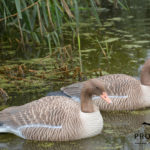 grauwe gans floaters