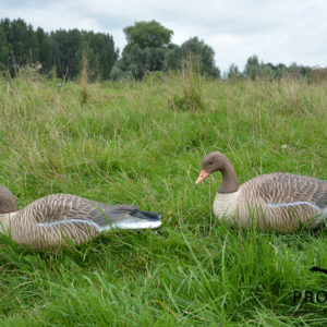 greylag goose floaters
