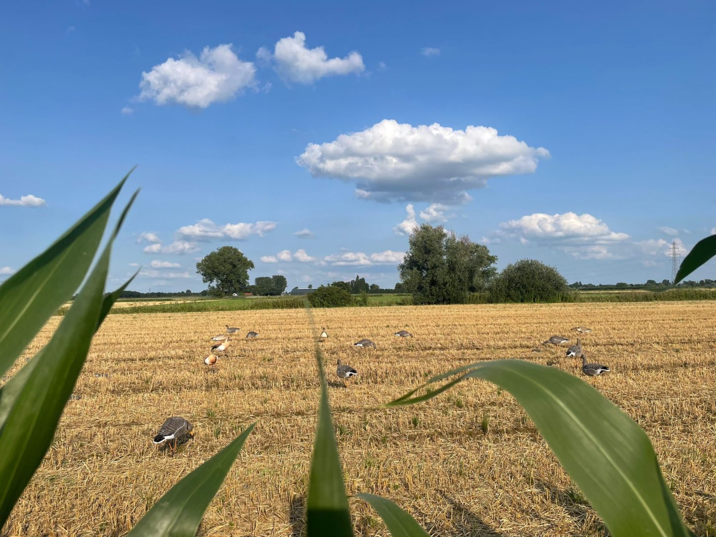 Afbeelding van WhatsApp op 2025-05-29 om 09.49.27_20c274e1