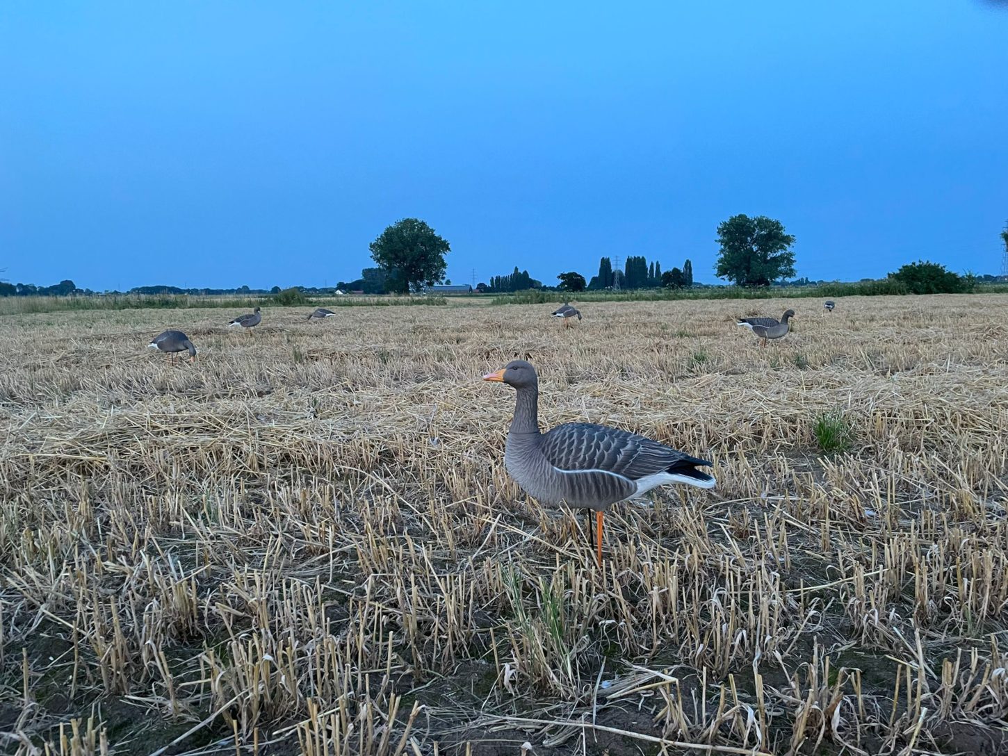 Afbeelding van WhatsApp op 2025-05-29 om 09.49.33_835c9695